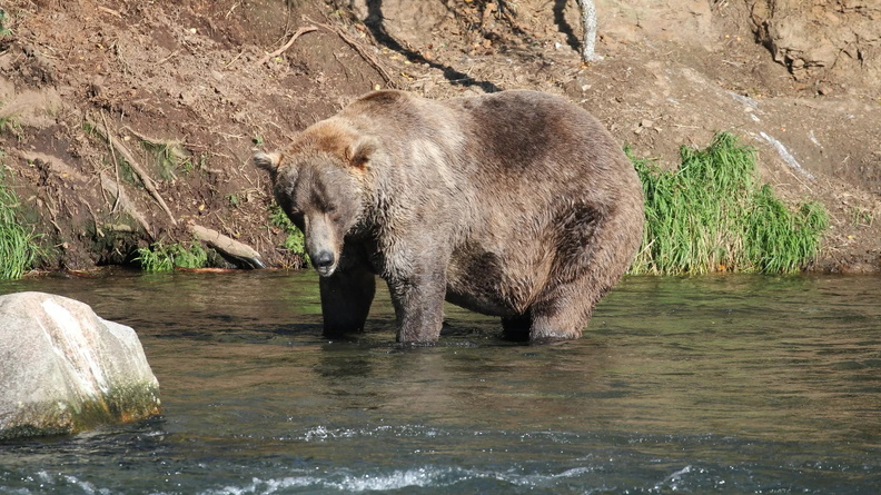 Brown Bear, Katmai National Park and Preserve, Alaska, USA